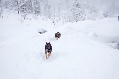 Two dogs running on snow covered land with forest