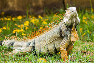 The iguana posing and looking