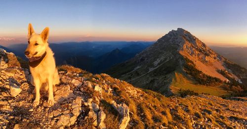 View of a dog on mountain against sky
