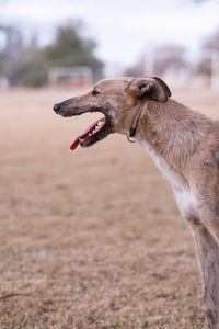 Portrait of cute greyhound dog