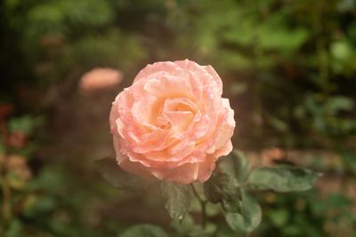 Close-up of pink rose