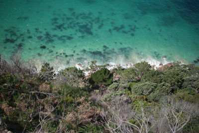 High angle view of trees by sea