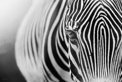 Close-up of a zebra