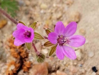 Close-up of pink flowers blooming outdoors