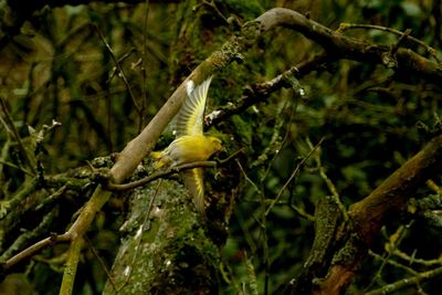 Close-up of bird perching on tree