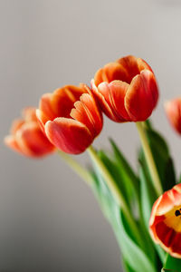 Close-up of red flower