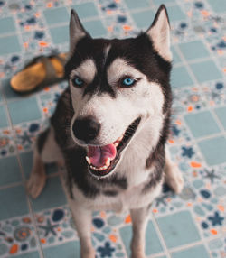 Close-up portrait of dog