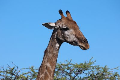 Low angle view of giraffe against clear blue sky