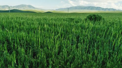 Scenic view of agricultural field