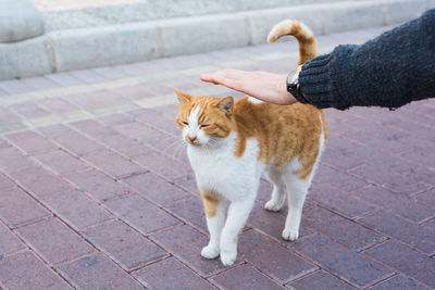 Cat on footpath