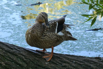 Ducks in a lake