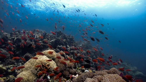 Fish swimming in sea