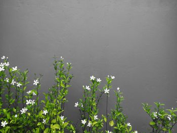 Close-up of white flowering plant against wall