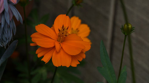 Close-up of orange cosmos flower