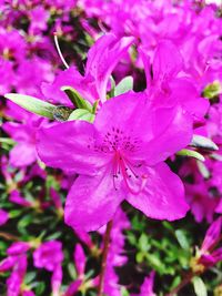 Close-up of pink flowers blooming outdoors