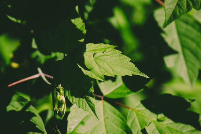 Close-up of green leaves on plant