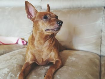 Close-up of dog sitting on sofa at home