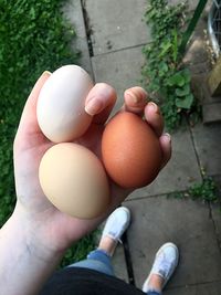 Human hand holding eggs