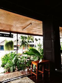 Potted plants in backyard