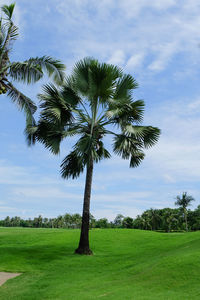 Coconut palm trees on field against sky