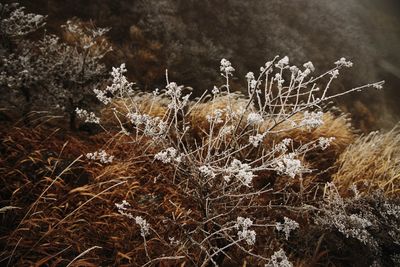 Close-up of frozen plants on land