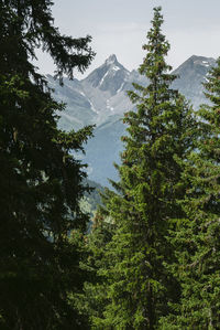 Scenic view of mountains and trees against sky