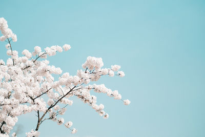 Low angle view of cherry blossom against clear blue sky