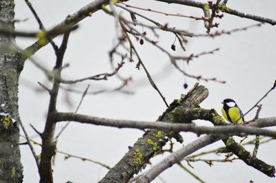 Low angle view of bird perching on tree