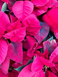 Full frame shot of pink flowering plants