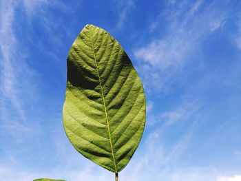 Low angle view of green leaves against sky