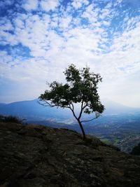 Tree on rock against sky