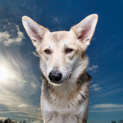 Close-up portrait of a dog