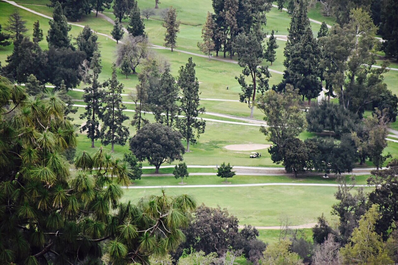 tree, green color, nature, grass, growth, scenics, no people, tranquil scene, beauty in nature, outdoors, landscape, lush - description, golf course, day, golf