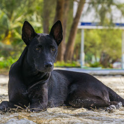 Portrait of black dog sitting on land