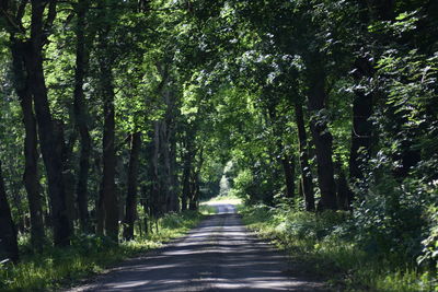 Road amidst trees in forest