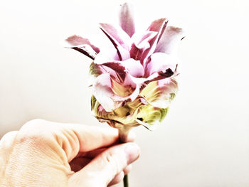 Close-up of hand holding flower over white background