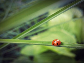 Close-up of ladybug