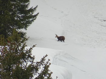 View of an animal on snow covered landscape