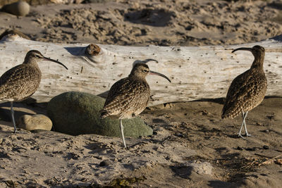 View of birds on land