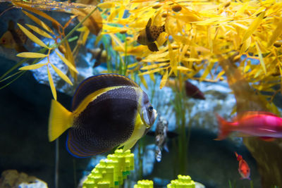 Colorful fish swim at underwater submarine aquarium in nagoya, japan legoland. 