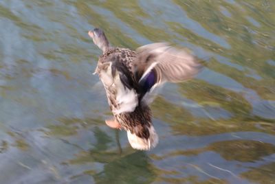 Close-up of bird in lake