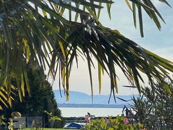 Palm trees on beach against sky