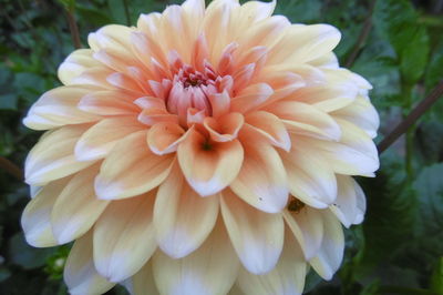 Close-up of dahlia