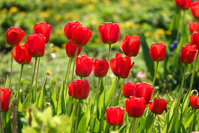 Close-up of red poppies in field