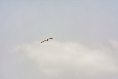 Low angle view of bird flying in sky