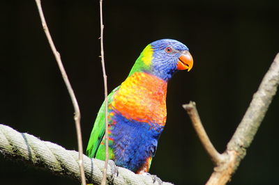 Close-up of parrot perching on branch