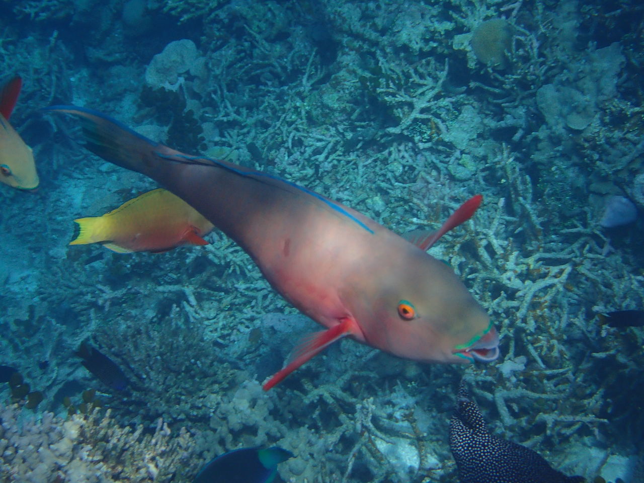 fish, animal themes, sea life, animals in the wild, swimming, underwater, water, nature, one animal, no people, animal wildlife, undersea, close-up, day