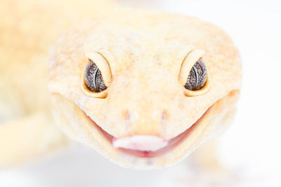 Close-up of a turtle