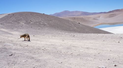 Fox in desert against clear sky