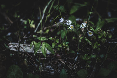 Close-up of flowers growing on plant
